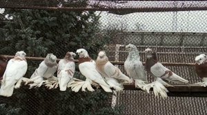 Голуби и ячмень.  Можно ли кормить ячменём?