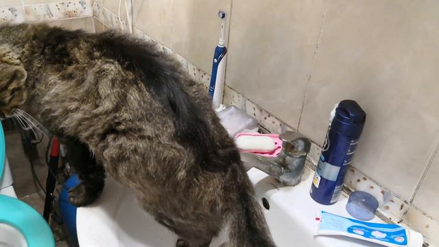 Наглый кот и мойдодыр смотреть онлайн