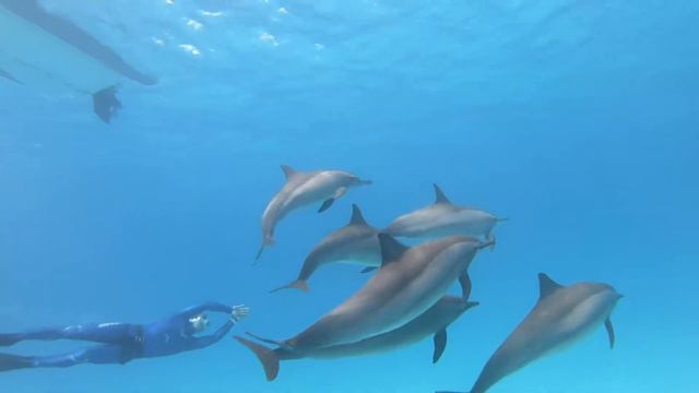 Dolphins of Sataya reef смотреть онлайн