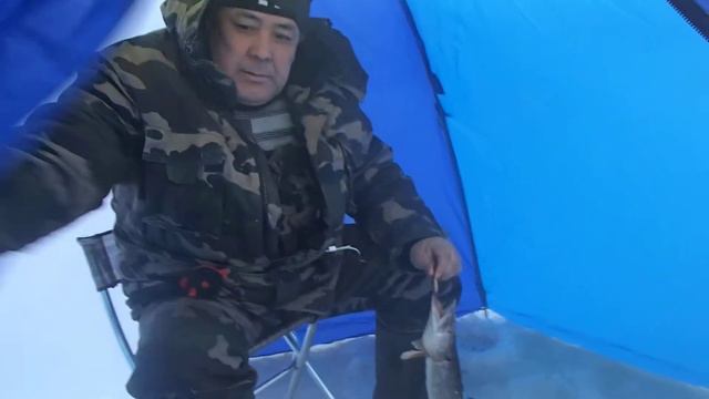 рыбалка на щуку зимой 2014 году.балансир. смотреть онлайн