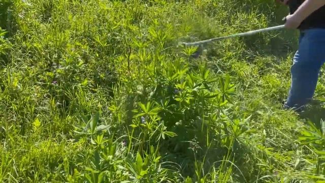 Бензокоса для расчистки территории.Caiman WX50 #триммер #бензотриммер #мотокоса#газонокосилка#garde смотреть онлайн