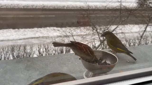 воробей что попало не ест смотреть онлайн