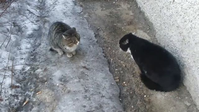 ВЕСЕННИЕ ПОЮЩИЕ КОТЫ +++)))) смотреть онлайн