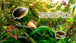 Аквариумные улитки. Помощники в аквариуме. Уничтожить или завести? Делюсь своим опытом.