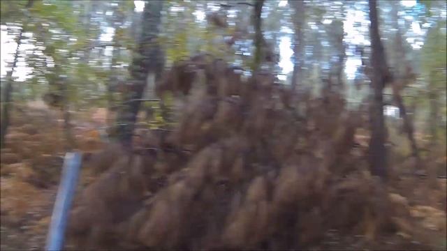 Saison 2017 2018 bécasse : pointer et setter sur bécasse le 11 novembre 2017 (voir en HD) смотреть онлайн