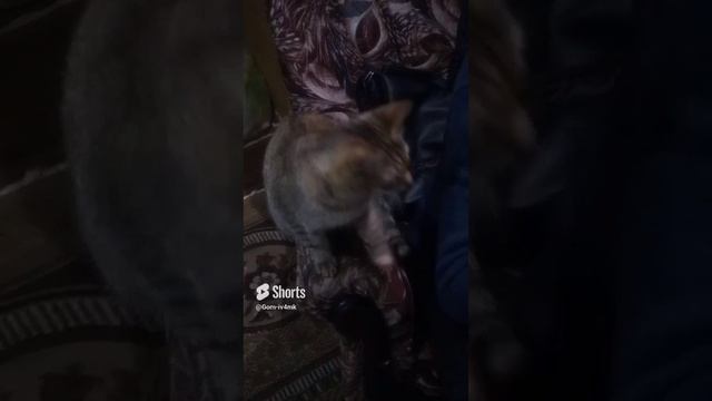 толкает лапкой) просит погладить её).mp4