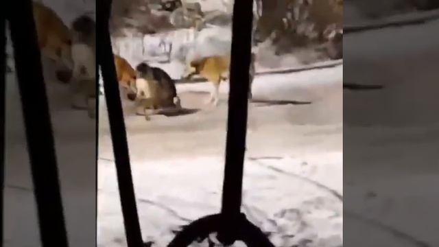 псы уличные рвут собаку