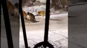 псы уличные рвут собаку