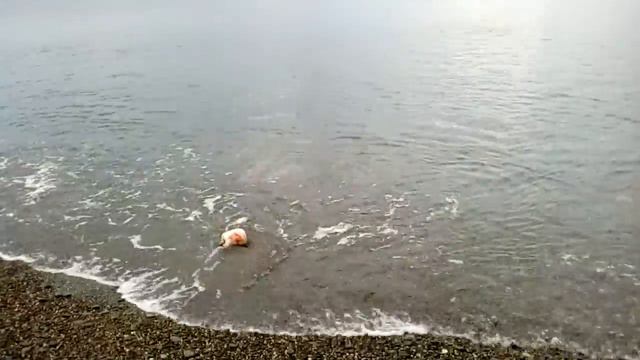 Море первый день в Крыму смотреть онлайн