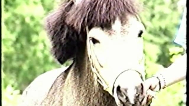 О породе шетлендский пони смотреть онлайн