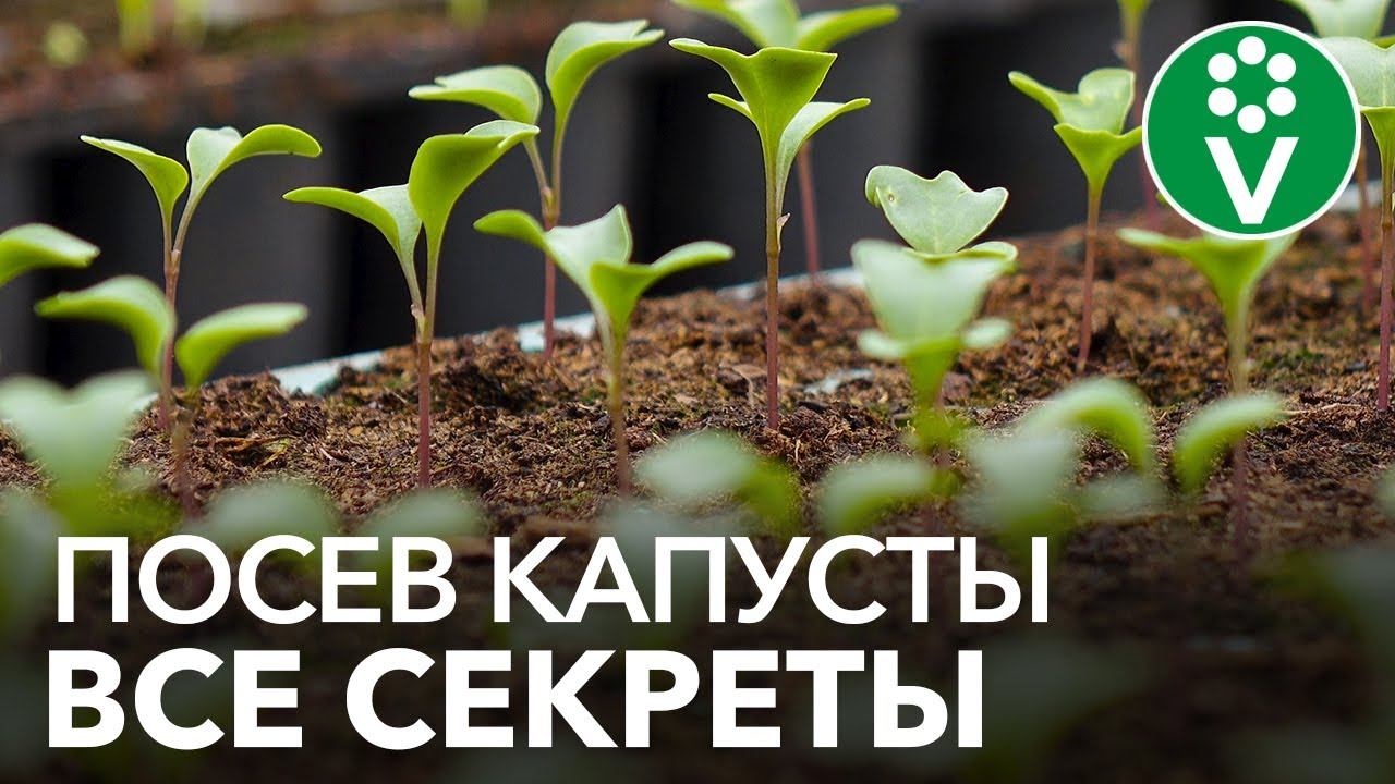 Как получить КРЕПКУЮ И ЗДОРОВУЮ РАССАДУ КАПУСТЫ? Сеем капусту по науке! смотреть онлайн