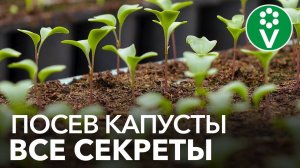Как получить КРЕПКУЮ И ЗДОРОВУЮ РАССАДУ КАПУСТЫ? Сеем капусту по науке!