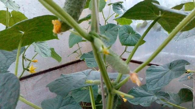 огурец Артист буйствует без всяких подкормок смотреть онлайн