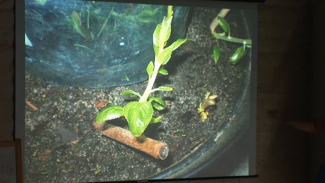 Анатолий Орлов - лесосад, часть_19 смотреть онлайн