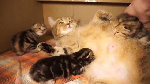 ? Застой молока и мастит - как помочь кошке? смотреть онлайн