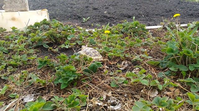 Черепаха гуляет в деревне. смотреть онлайн