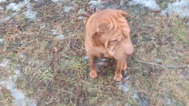 Китайский Шар-Пея. Как определить и что делать если собака 🐕 заболела 2021 смотреть онлайн