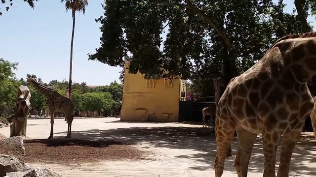 Lisbon Zoo - Elephants & Giraffes - Portugal HD смотреть онлайн