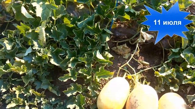 7 июля первый ультраранний сбор урожая арбузов и дынь по технологии Термос. смотреть онлайн