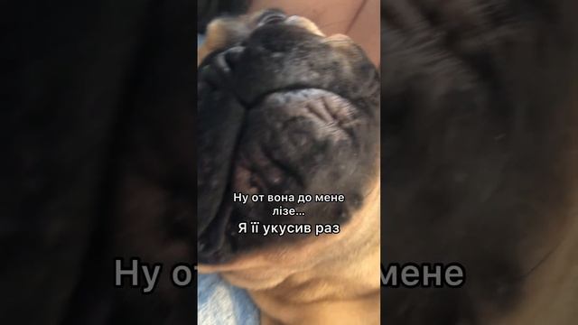 Ее ещё и нельзя кусать 🥺😅 #французскийбульдог #мама #кусь смотреть онлайн
