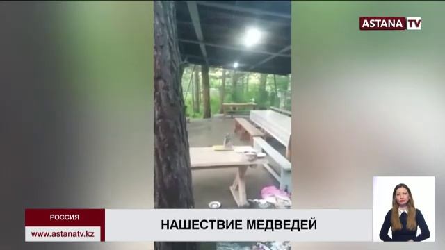 Фотоловушка в ВКО зафиксировала необычное поведение бурого медведя смотреть онлайн