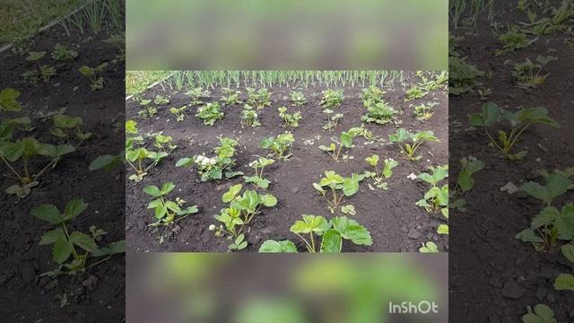 ВЫРАЩИВАНИЕ КЛУБНИКИ? РОКСАНА- -проверенный итальянский сорт высокоурожайной клубники смотреть онлайн