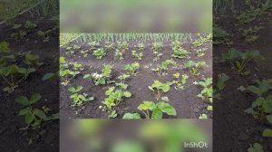 ВЫРАЩИВАНИЕ КЛУБНИКИ? РОКСАНА- -проверенный итальянский сорт высокоурожайной клубники