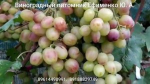 виноград Купидон