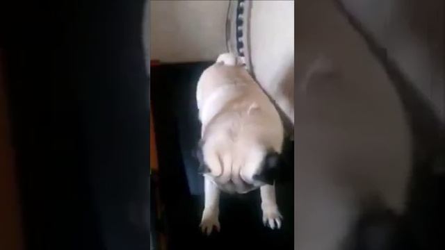 Утренняя разминка мопса смотреть онлайн