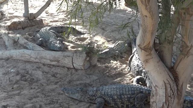 #1. - Крокодиловая ферма (о. Джерба) смотреть онлайн