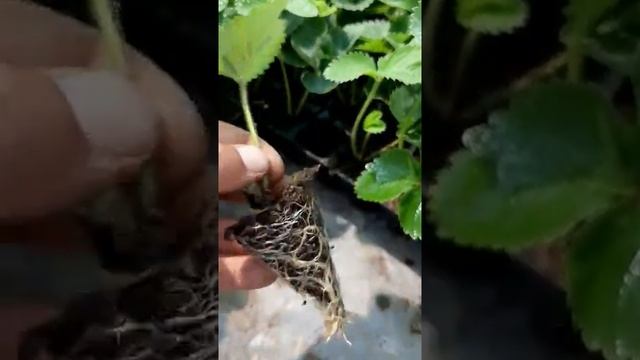 рассада клубники Крым смотреть онлайн