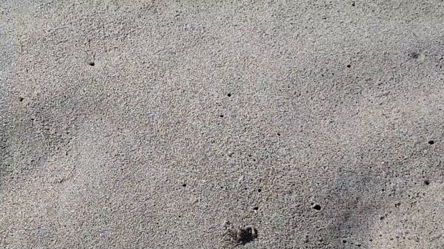 CRABS on beach | How CRABS are seen on the BEACH? Have you ever seen any CRAB like this? #shorts смотреть онлайн