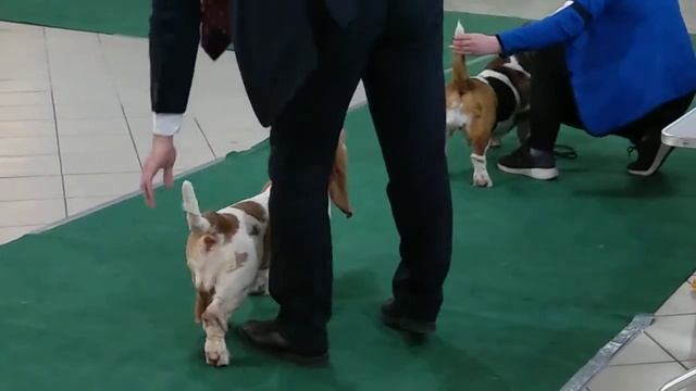 Basset Hound / Бассет-хаунд 25 апреля 2021 г. Екатеринбург ВЫСТАВКА СОБАК 3