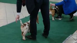 Basset Hound / Бассет-хаунд 25 апреля 2021 г. Екатеринбург ВЫСТАВКА СОБАК 3