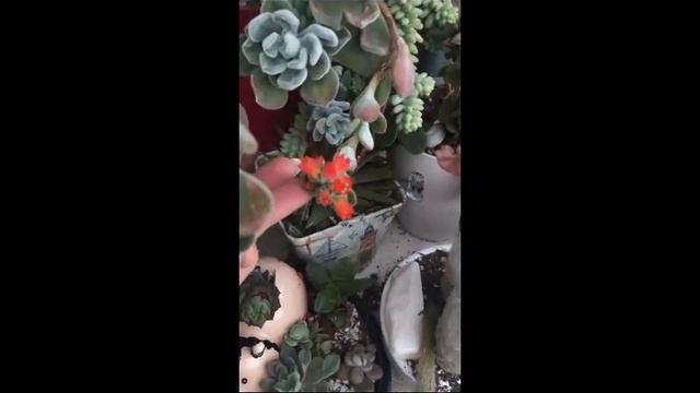 #SHORT Pulvinata frosty floracion en pleno invierno!!! смотреть онлайн