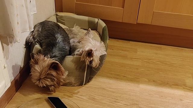 Йорки - любители огурцов смотреть онлайн