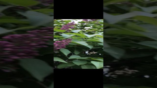 Сирень в Москве смотреть онлайн