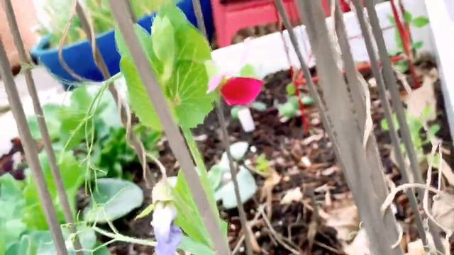 March Garden Tour 2020 смотреть онлайн