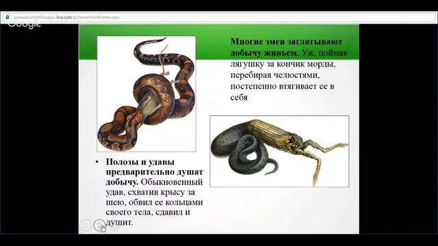 ЕГЭ по биологии 11 класс Занятие №10 Царство животные. Класс пресмыкающиеся смотреть онлайн