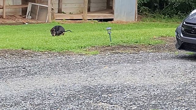 Red nose Pitbull, English Bulldog: episode 1 смотреть онлайн