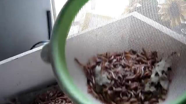 caixa de larvas.. Tenébrio Molitor смотреть онлайн