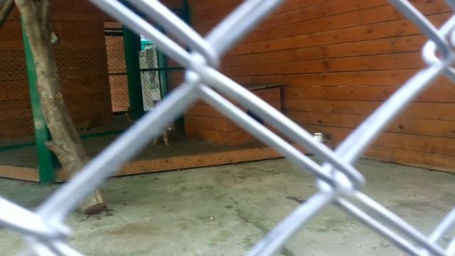 Камышовый кот издаёт странные звуки.