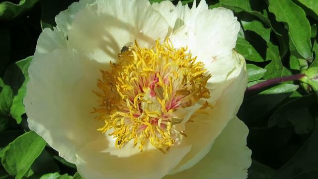 Pollinators on the peony смотреть онлайн