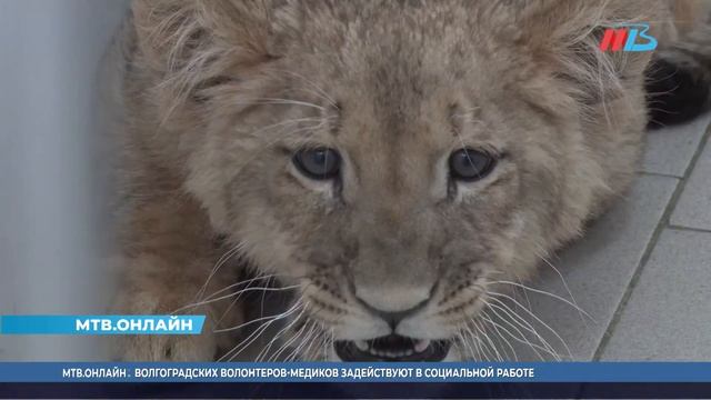 Львенок и белоносая мартышка променяли Волгоград на Крым смотреть онлайн