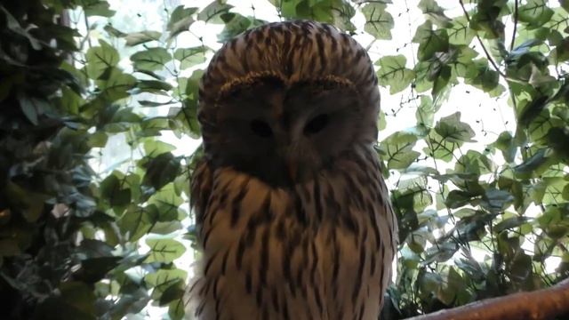 Длиннохвостая неясыть - Strix uralensis.mp4 смотреть онлайн