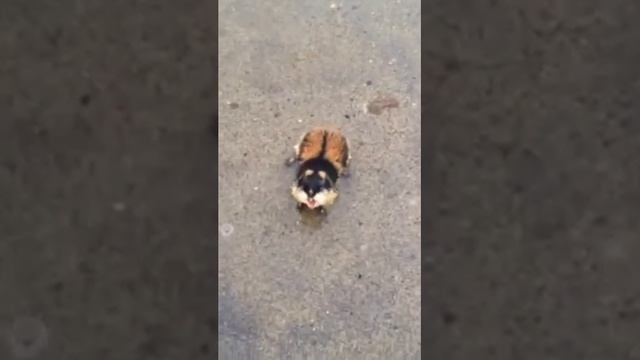 Нападение леминга... смотреть онлайн