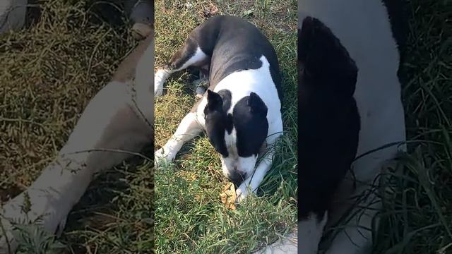 Funny amstaff on the walk gnaws a stick смотреть онлайн