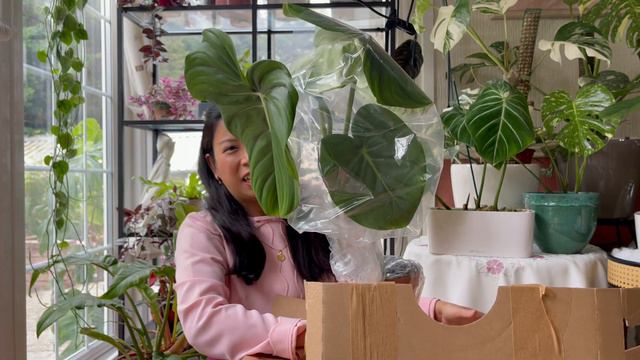 Philodendron Pastazanum Vs. Philodendron Dean McDowell |Philodendron Pastazanum Unboxing |PLNTS.com