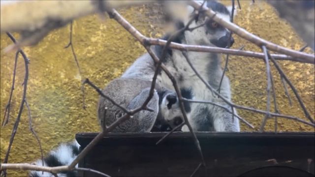 mały lemur katta смотреть онлайн
