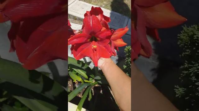 Flores de hippeastrum, azucenas, amarillis, lirios desde semilla. смотреть онлайн